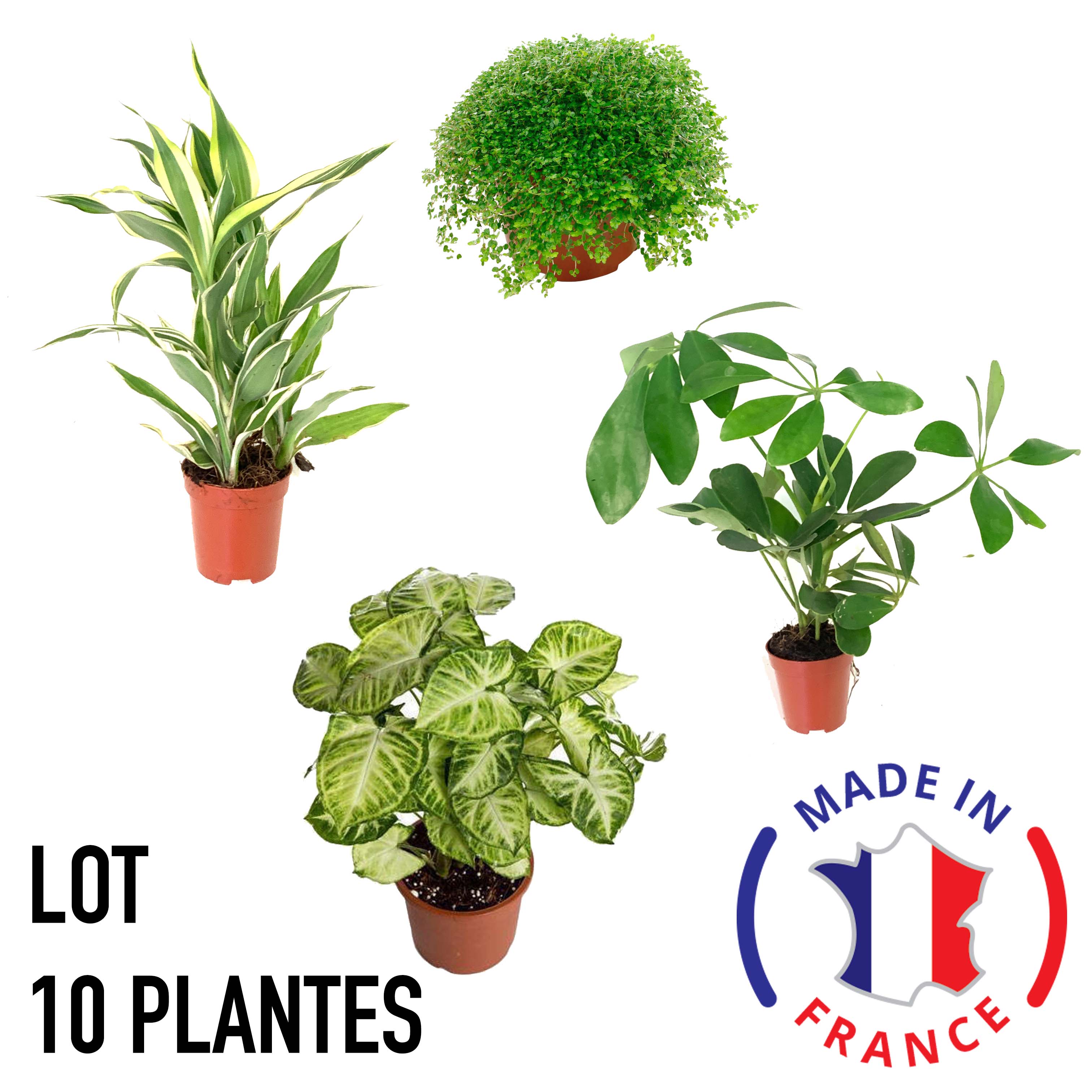 lot 10 plantes terrarium